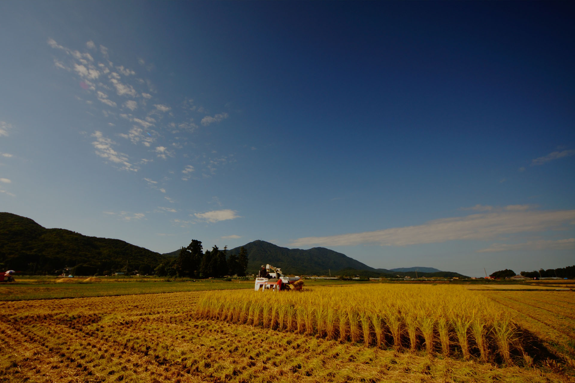 松井堂は福岡県宗像市にある「夢つくし」「元気つくし」「もち米」を生産・販売をしている生産農家です。